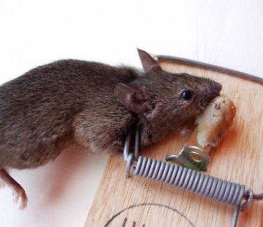 O Rato, o Cão e o Homem de Colarinho Branco: qualquer semelhança não é mera coincidência!