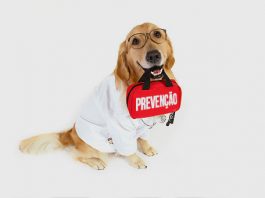 6 DICAS BÁSICAS SOBRE PROFILAXIA PET. profilaxia em pets