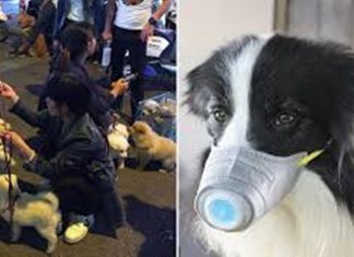 CORONAVÍRUS E SUA RELAÇÃO COM OS PETS!