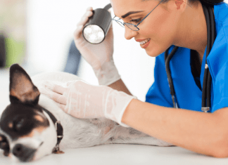 PELE DO CÃO: PROBLEMAS E CUIDADOS. câncer de pele em cães