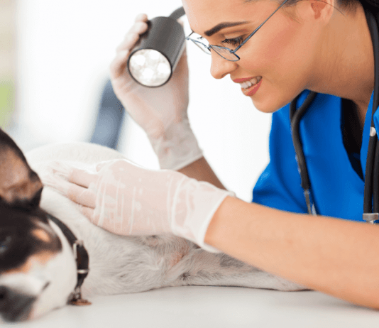 PELE DO CÃO: PROBLEMAS E CUIDADOS. câncer de pele em cães