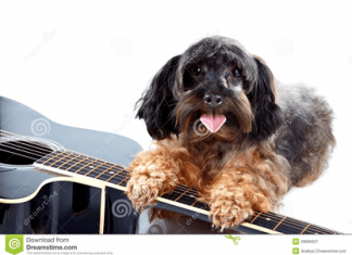 CARRATO A GUITARRA E A BELINHA carrato