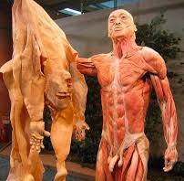 MAIOR ÓRGÃO DO CORPO. O Maior Órgão do Corpo