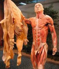 MAIOR ÓRGÃO DO CORPO. O Maior Órgão do Corpo