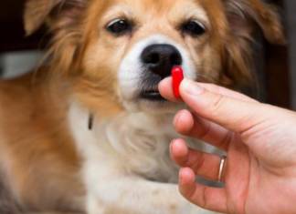 PERIGOS DA AUTO MEDICAÇÃO NOS PETS