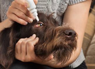 AUTO MEDICAR MEU PET, É CERTO? é errado auto medicar o meu pet?