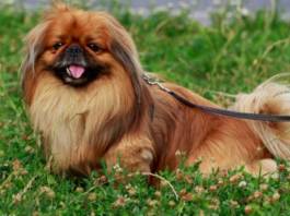 cão braquicefálico