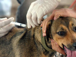 QUANDO E POR QUE VACINAR OS DOGS ? Porque vacinar meus Pets