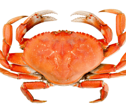 CÂNCER: COMO ELE SE DESENVOLVE E COMO PREVENIR?