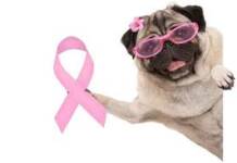 Outubro Rosa: Como evitar Tumor de Mama nas Cadelas