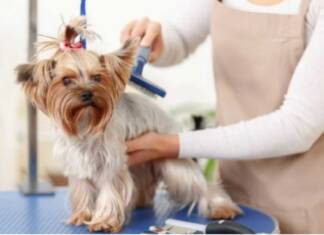 6 DICAS PARA QUEM QUER MONTAR BANHO E TOSA