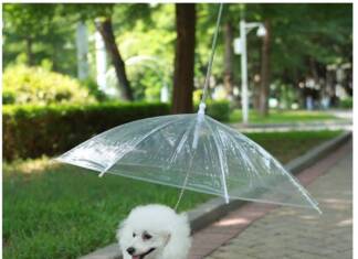 O “Velho” Guarda-Chuva do Sr. Antônio Guissi Guarda-chuva