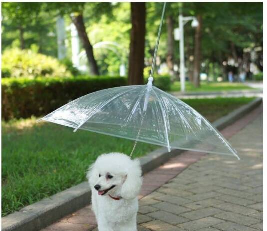 O “Velho” Guarda-Chuva do Sr. Antônio Guissi Guarda-chuva