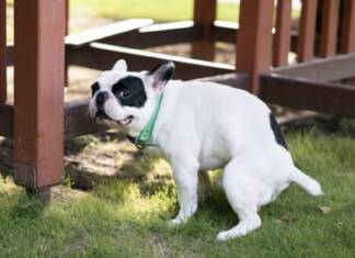 TUDO SOBRE CONSTIPAÇÃO EM CÃES Constipação de Cães