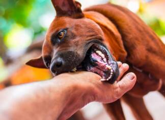 UM CACHORRO ME MORDEU! O QUE EU FAÇO? Um cachorro me mordeu, como lidar com a situação