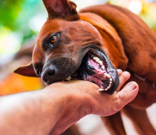 UM CACHORRO ME MORDEU! O QUE EU FAÇO? Um cachorro me mordeu, como lidar com a situação
