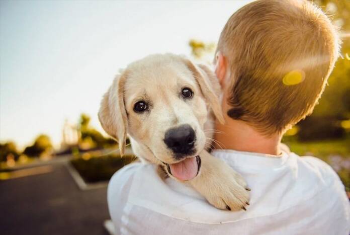 posse responsável de pets