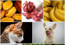 Alimentos Diferentes que Não Devemos Oferecer aos Cães e Gatos e Por quê. alimentos diferentes que não devem ser dados aos pets