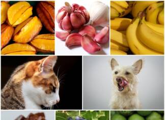 Alimentos Diferentes que Não Devemos Oferecer aos Cães e Gatos e Por quê. alimentos diferentes que não devem ser dados aos pets