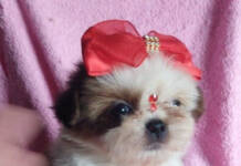 QUERO ADQUIRIR UM CÃO OU GATO BRAQUICEFÁLICO. O QUE DEVO FAZER?