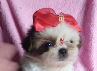 QUERO ADQUIRIR UM CÃO OU GATO BRAQUICEFÁLICO. O QUE DEVO FAZER?