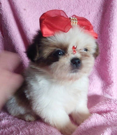 QUERO ADQUIRIR UM CÃO OU GATO BRAQUICEFÁLICO. O QUE DEVO FAZER?