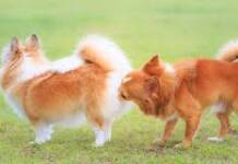 É POSSÍVEL UMA CADELA OU GATA CASTRADA ENTRAR NO CIO?