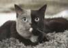 POR QUE CERTOS GATOS TEM DUAS CARAS E OLHOS DIFERENTES. Quimerismo em Pets