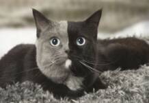 POR QUE CERTOS GATOS TEM DUAS CARAS E OLHOS DIFERENTES. Quimerismo em Pets