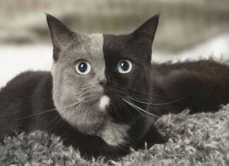 POR QUE CERTOS GATOS TEM DUAS CARAS E OLHOS DIFERENTES. Quimerismo em Pets