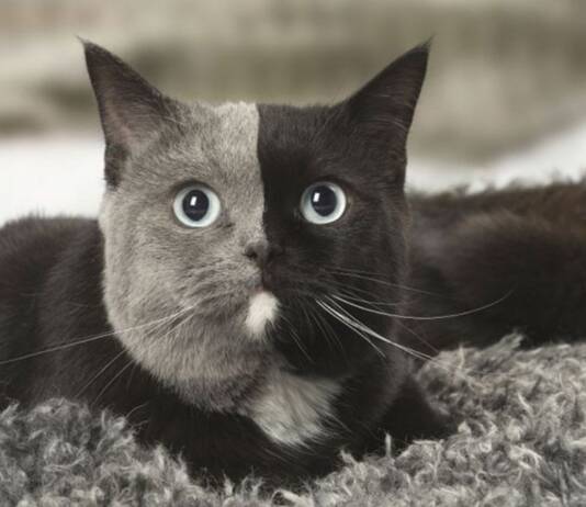 POR QUE CERTOS GATOS TEM DUAS CARAS E OLHOS DIFERENTES. Quimerismo em Pets